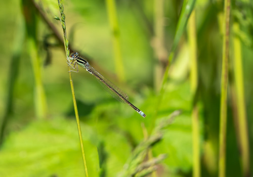 ischnura pumilio  agrion nain  male