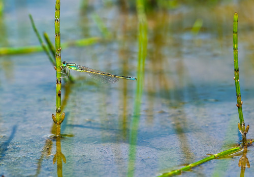 ischnura pumilio  agrion nain  male