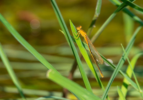 ischnura pumilio forme aurantiacum  agrion nain  femelle