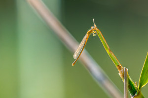 ischnura pumilio forme aurantiacum agrion nain femelle ischnura pumilio forme aurantiacum agrion nain femelle