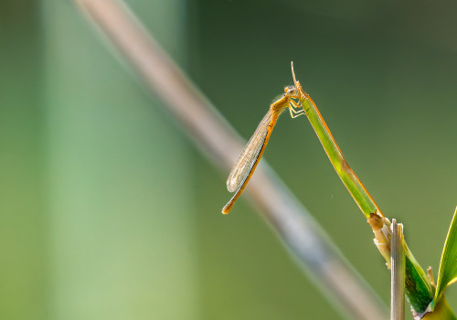 ischnura pumilio forme aurantiacum  agrion nain  femelle
