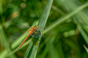 aeshna isoceles l aeschne isocele aeshna isoceles l aeschne isocele