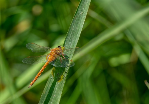 aeshna isoceles  l  aeschne isocele 