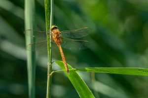 aeshna isoceles l aeschne isocele aeshna isoceles l aeschne isocele