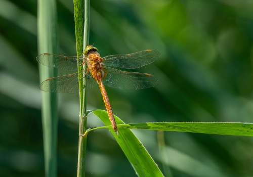 aeshna isoceles  l  aeschne isocele 