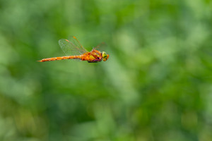 aeshna isoceles l aeschne isocele aeshna isoceles l aeschne isocele