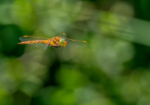 aeshna isoceles  l  aeschne isocele 