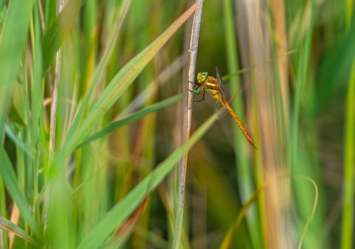 aeshna isoceles  l  aeschne isocele 