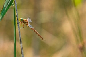 isoaeshna isoceles aschne isocele isoaeshna isoceles aschne isocele