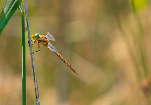 isoaeshna isoceles   aschne isocele