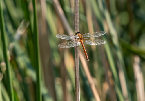 isoaeshna isoceles   aschne isocele