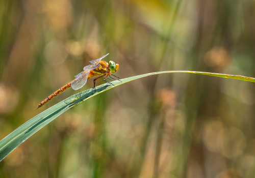 isoaeshna isoceles   aschne isocele