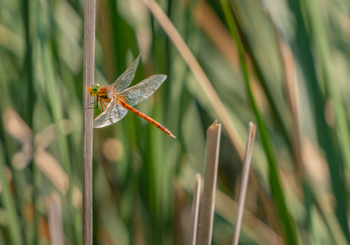 isoaeshna isoceles   aschne isocele