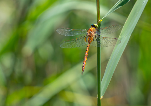 isoaeshna isoceles   aschne isocele