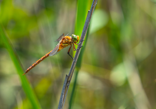 isoaeshna isoceles   aschne isocele