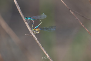ischnura elegans agrion elegant coeur copulatoire ischnura elegans agrion elegant coeur copulatoire