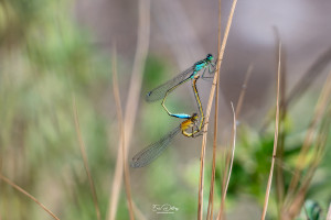 ischnura elegans agrion elegant coeur copulatoire ischnura elegans agrion elegant coeur copulatoire