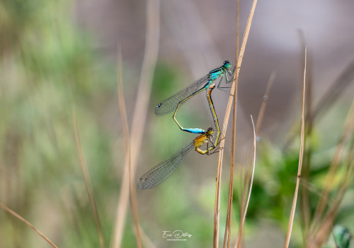 ischnura elegans agrion elegant coeur copulatoire ischnura elegans agrion elegant coeur copulatoire