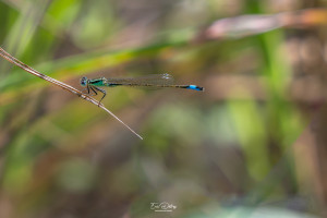 ischnura elegans agrion elegant male ischnura elegans agrion elegant male