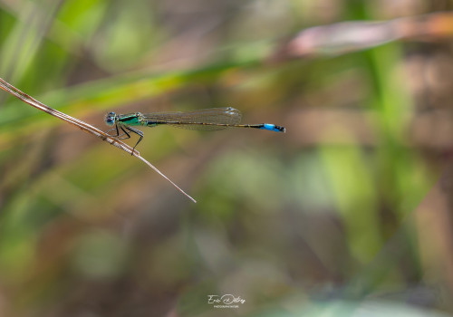 ischnura elegans agrion elegant male ischnura elegans agrion elegant male