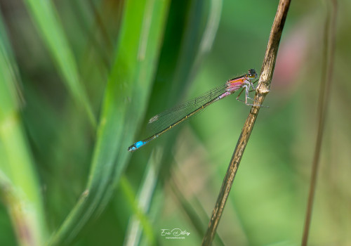 ischnura elegans agrion elegant male ischnura elegans agrion elegant male