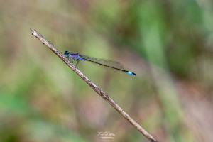 ischnura elegans agrion elegant male ischnura elegans agrion elegant male