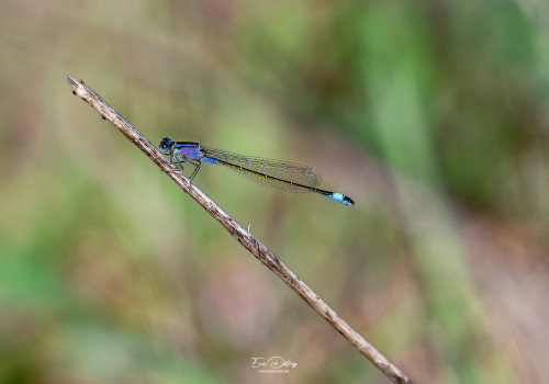 ischnura elegans agrion elegant male ischnura elegans agrion elegant male