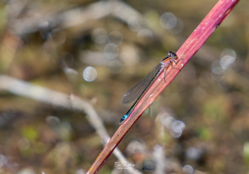 ischnura elegans agrion elegant male ischnura elegans agrion elegant male