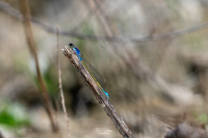 ischnura elegans agrion elegant male ischnura elegans agrion elegant male