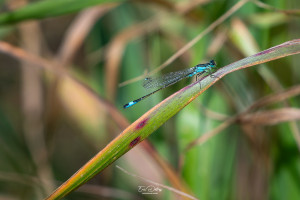 ischnura elegans agrion elegant male ischnura elegans agrion elegant male