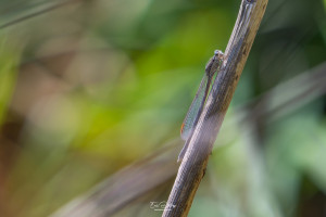 sympecma fusca leste brun femelle sympecma fusca leste brun femelle