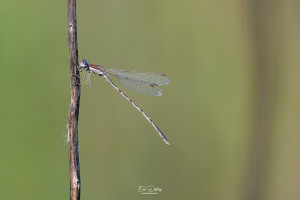 sympecma fusca leste brun male sympecma fusca leste brun male