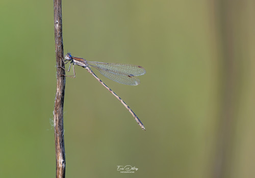 sympecma fusca leste brun male sympecma fusca leste brun male