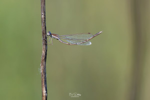 sympecma fusca leste brun male sympecma fusca leste brun male