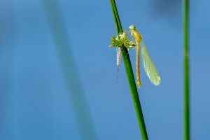 lestes barbarus leste sauvage lestes barbarus leste sauvage