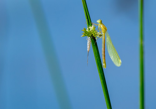lestes barbarus leste sauvage lestes barbarus leste sauvage