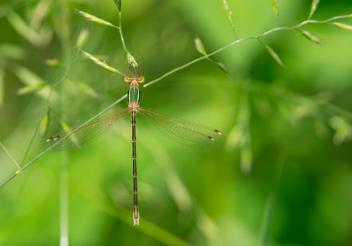 lestes barbarus leste sauvage femelle 10 lestes barbarus leste sauvage femelle 10