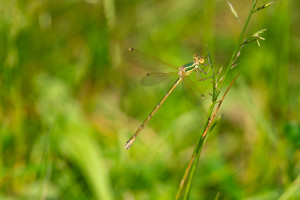 lestes barbarus leste sauvage femelle lestes barbarus leste sauvage femelle
