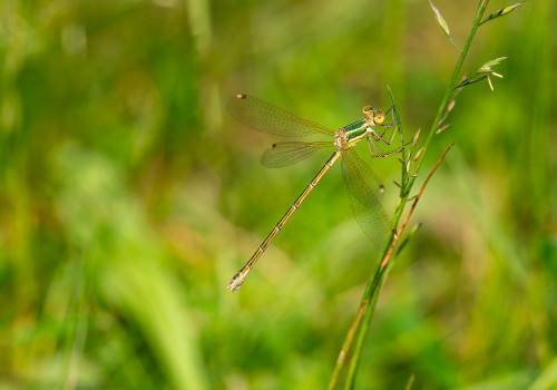 lestes barbarus leste sauvage femelle lestes barbarus leste sauvage femelle