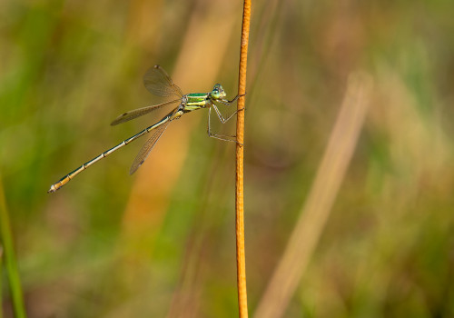 lestes barbarus leste sauvage male 10 lestes barbarus leste sauvage male 10