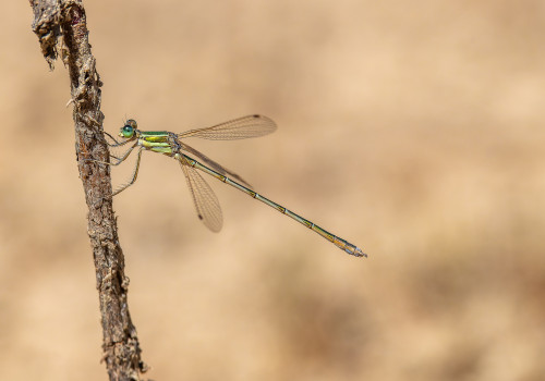 lestes barbarus leste sauvage male lestes barbarus leste sauvage male