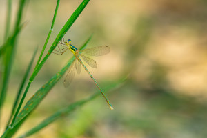 lestes barbarus leste sauvage male lestes barbarus leste sauvage male