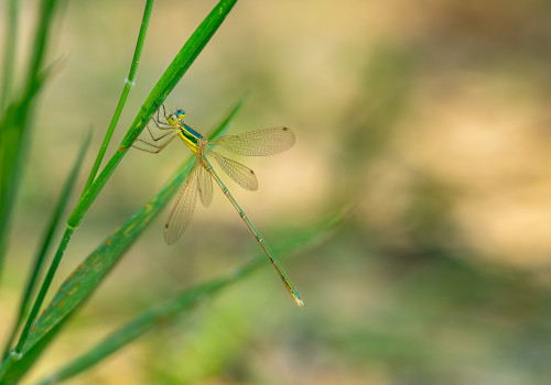 lestes barbarus leste sauvage male lestes barbarus leste sauvage male