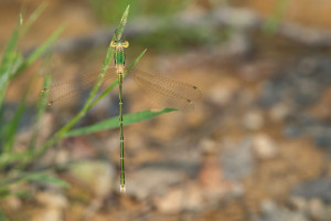 lestes barbarus leste sauvage male lestes barbarus leste sauvage male