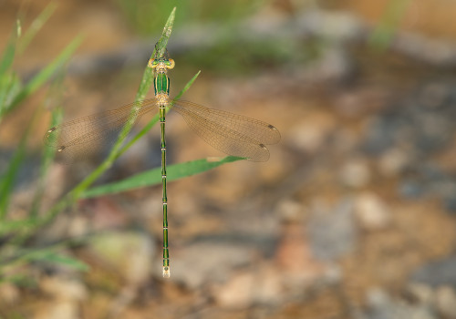 lestes barbarus leste sauvage male lestes barbarus leste sauvage male
