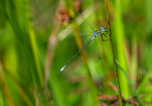 lestes dryas leste dryade male lestes dryas leste dryade male