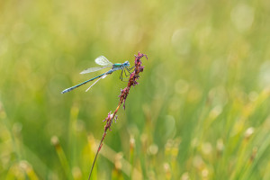 lestes dryas le leste dryade lestes dryas le leste dryade
