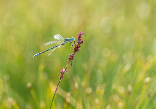 lestes dryas le leste dryade lestes dryas le leste dryade