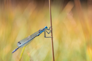 lestes dryas le leste dryade nef dxo deepprime lestes dryas le leste dryade nef dxo deepprime