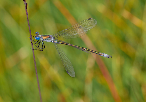 lestes dryas le leste dryade lestes dryas le leste dryade